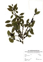 藏品(米碎柃木)的圖片